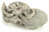 Fossil Crinoid (Agaricocrinus) and Gastropod (Platyceras) - Indiana #262452-1